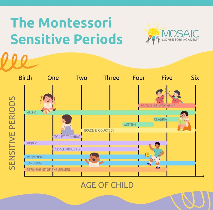 Infographic titled “The Montessori Sensitive Periods” from Mosaic Montessori Academy. A timeline shows stages of child development from birth to age six, highlighting sensitive periods for skills such as music, order, movement, language, refinement of the senses, toilet training, grace and courtesy, small objects, writing, reading, and spatial relationships. Illustrated children are shown engaging in related activities.