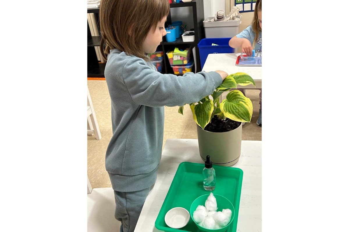 A young child in a light blue sweatsuit stands beside a classroom table, gently touching the leaves of a potted hosta plant. On the table is a green tray with cotton balls, a small bowl, and a dropper bottle, suggesting a hands-on plant activity. Another child sits nearby in the bright classroom filled with shelves and learning materials.